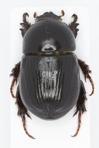 Réf. 202 440 : Heteronychus arator